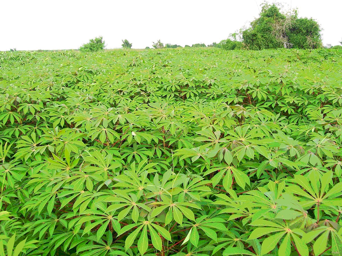 Piantagione di Cassava in Nigeria (foto IITA)