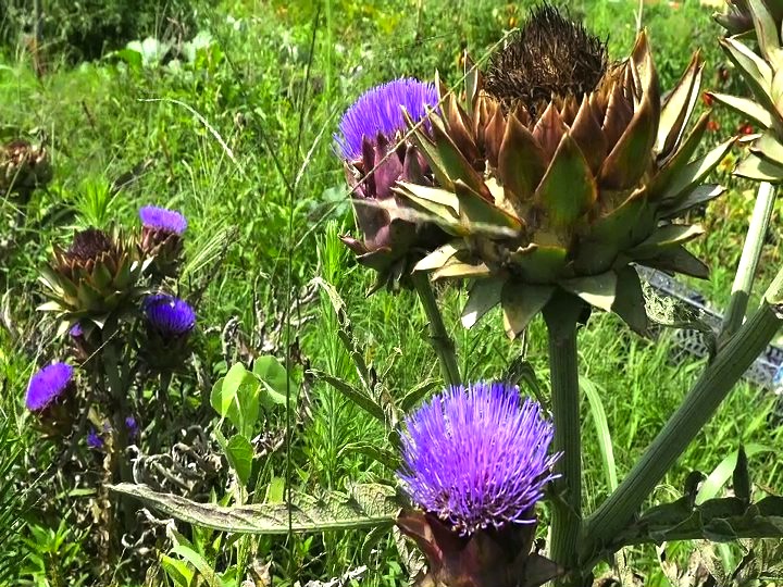 Pecore Ribelli, giardino