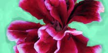 Pelargonium no fee