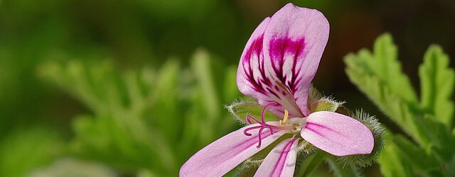 Pelargonium no fee