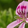 Pelargonium no fee