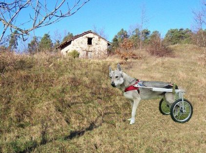 Raccolta fondi per acquisto di terreno per una struttura per Animali disabili