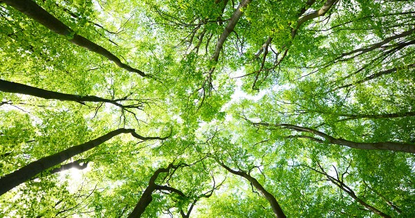 Piantiamo alberi!