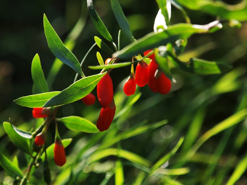 Rosso di Goji, Verde Moldavia!